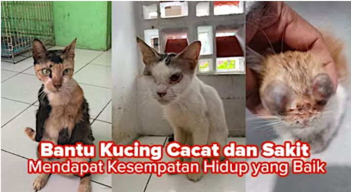 Cahaya Peduli